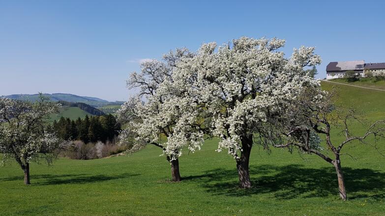 blühende Birnbäume bei der Abfahrt von der Kreuzgruberhöhe