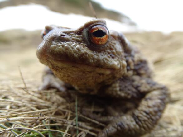 Erdkröte