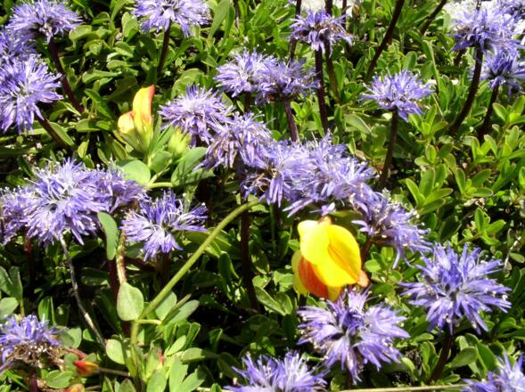 Schöne Blumenwiesen