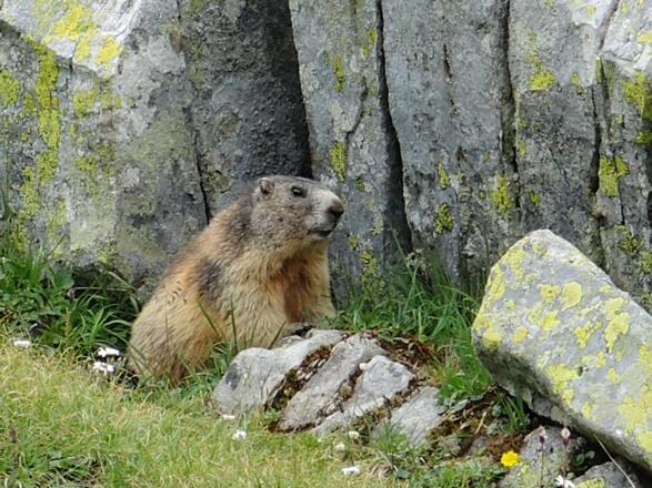 Murmeltier am Weg