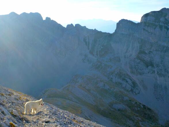 Blick vom Grasrücken zurück Richtung Arzler Scharte