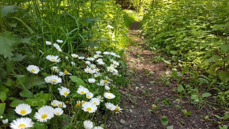 Viele Blumen auf dem Donau-Höhen-Rundwanderweg