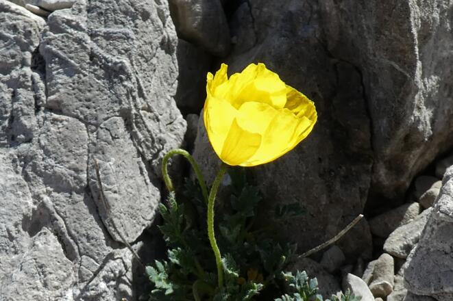 Gelber Mohn am Weittalsattel