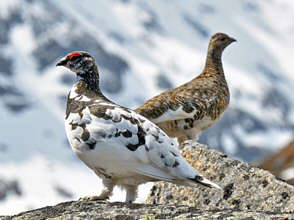 Das Alpenschneehuhn