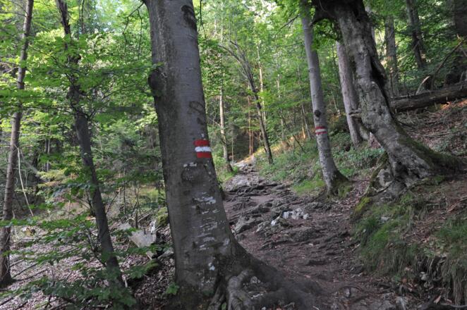 Über Wurzeln geht es hinab.