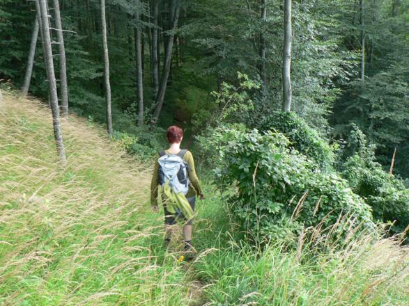 Bald geht der Steig in einen überwachsenen Ziehweg über ...