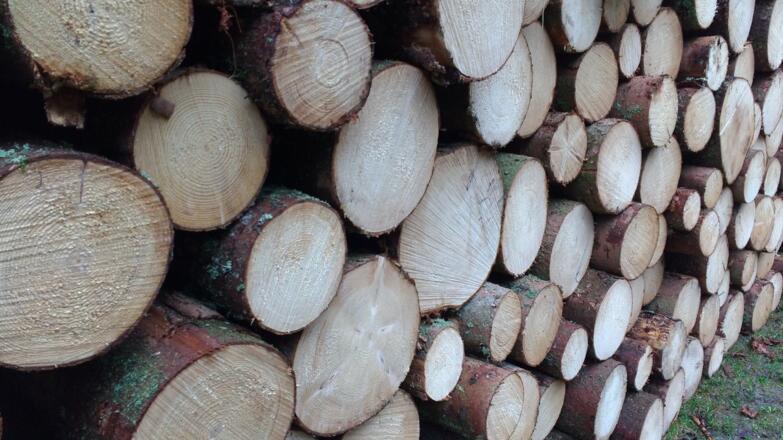 Könnt ihr das frisch geschnittene Holz riechen?