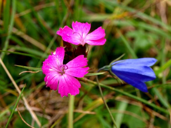 Alpennelke und Glockenblumen am Grat 1700m