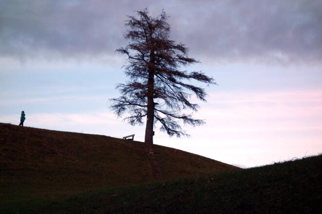 Waldende 820m mit Gipfellärche Grillenparz (842m).