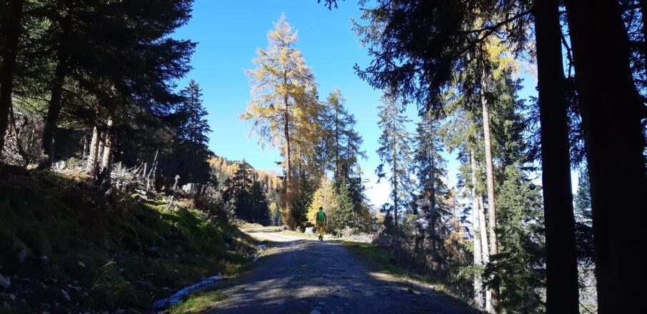 Am Forstweg zur Mauchele Alm.