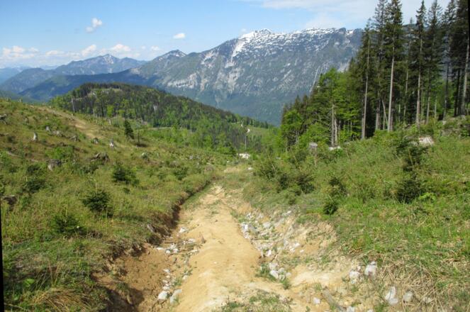 Um 1260m Spurrillen, Forststr. schon sichtbar