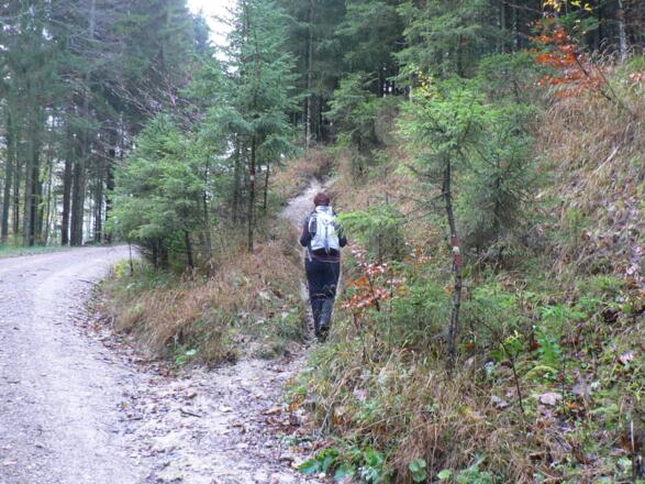 Immer wieder queren wir die Forststraße