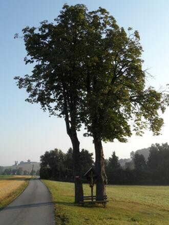 Eine Rastmöglichkeit im Schatten der Bäume.