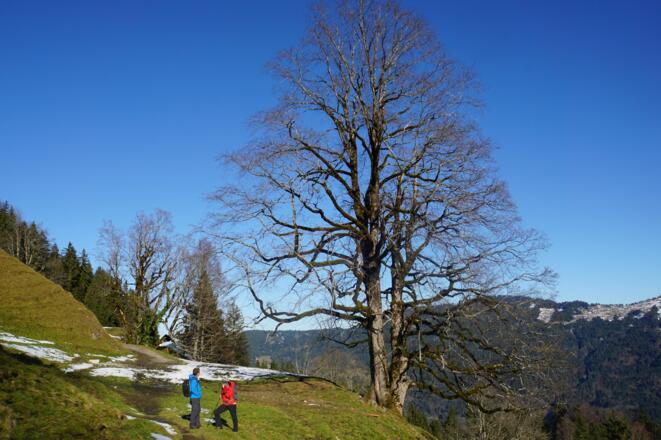 Auf der Staufenalpe