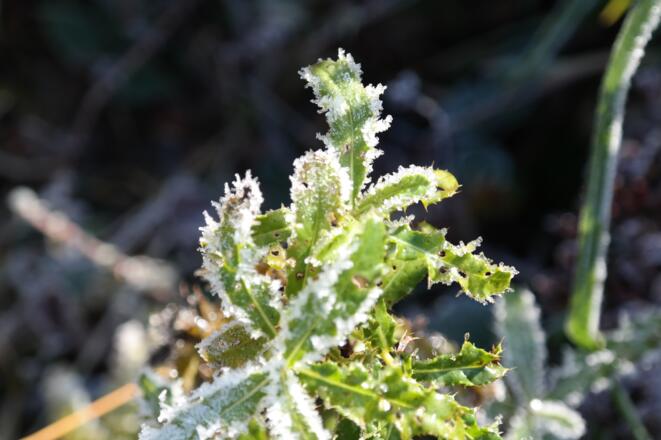 Der erste Frost des Jahres.