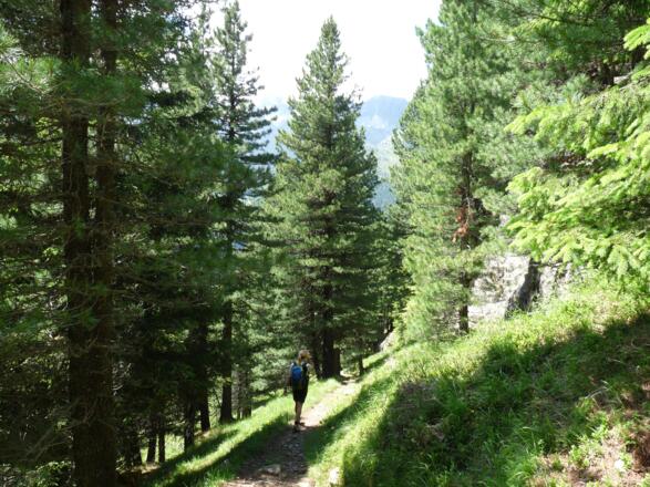 Weiter führt uns der Steig durch einen schönen Zirbenwald zur Bachwandalm.