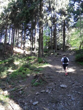 Durch den Wald geht des zum Sternsteingipfel hinauf.