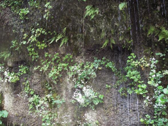 Vegetation auf der Rinnenden Mauer