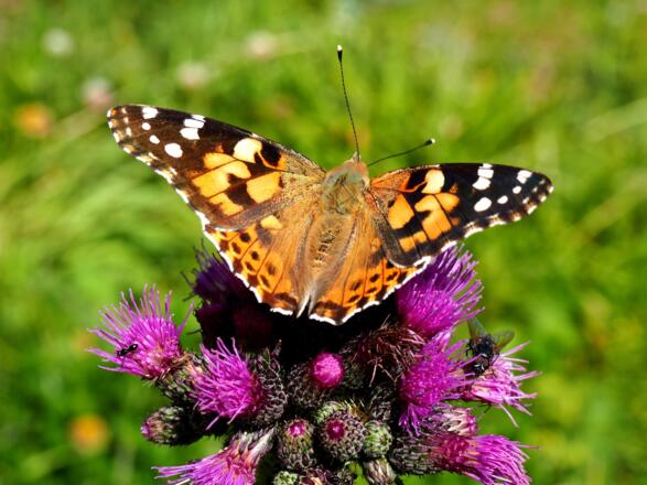 Distelfalter um 1500m