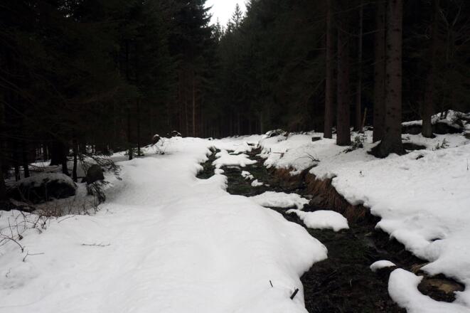 Forstweg (840 m) Richtung Norwaldkamm-Wanderweg