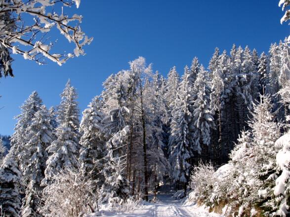 Start auf 810 m an der Forststraße
