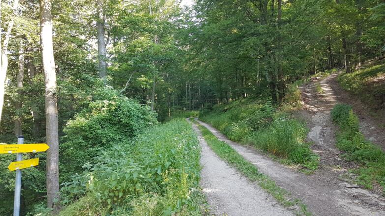 Nach einer markanten Kurve rechts den Waldweg hinauf