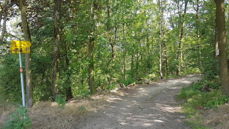 Der schöne Steyregger Wald spendet Schatten