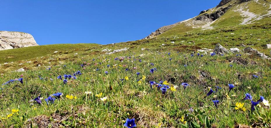 Flora entlang des Weges