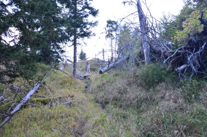 Hier kreuzen nur Rot- und Gamswild die Spur der Wanderer