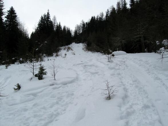 Der Forstweg bzw. die Rodelbahn kann immer wieder über diese schönen Waldschneisen abgekürzt werden.