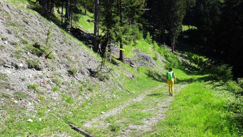 Dem Forstweg folgen wir nur kurz, bis ...