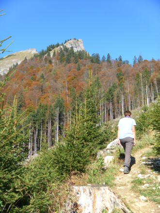 Törlspitz