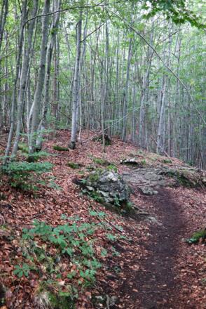 Immer entlang eines Waldrückens.