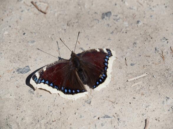 Ein edler Begleiter: ein Trauermantel