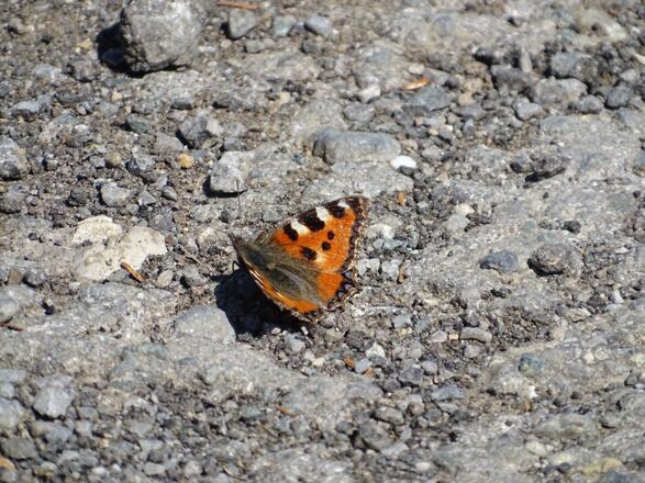 Die Schmetterlinge werden langsam aktiv, hier ein Kleiner Fuchs
