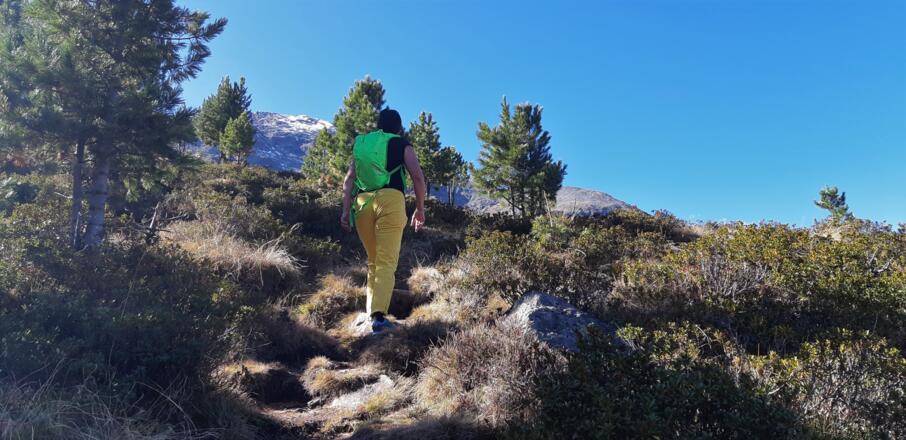 An der Waldgrenze ...