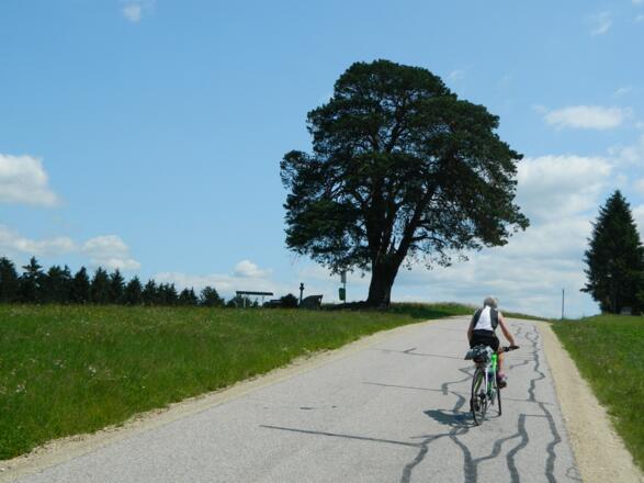 Auffahrt zur Koppler-Moar-Föhre