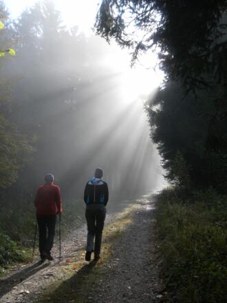 nebeliger Waldweg