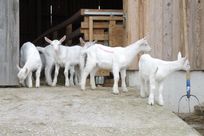 Am Ziegenhof in Arnberg.