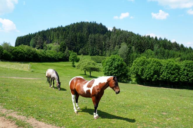 Braunberg  von Rössl-Alm (Osten) gesehen