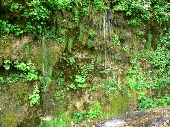 Das kalkreiche Wasser rinnt über den Moosteppich
