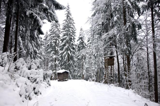 Rückweg auf der Forststraße um 770m