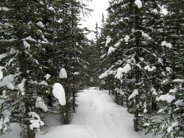 Abfahrt durch den Wald. Viele Varianten sind möglich.