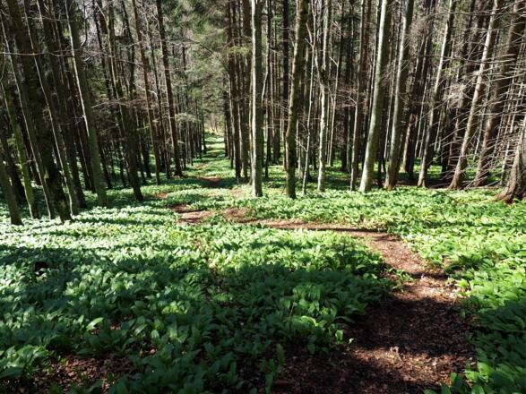 Unmarkierter Abstieg südseitig zum Pfaffenboden