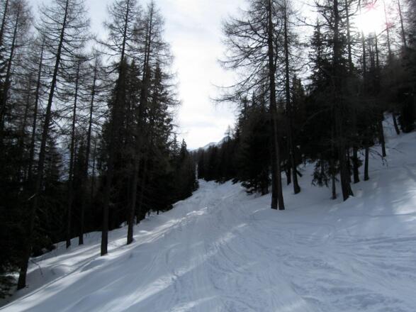 Durch den lichten Wald bzw. diese Waldschneise geht es direkt auf den Gipfel zu.