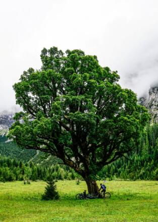 Ahornbau vor dem anstieg zum Karwendlhaus