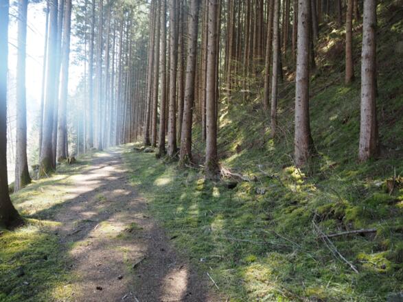 Abschnittsweise Wanderwege parallel zum Radweg