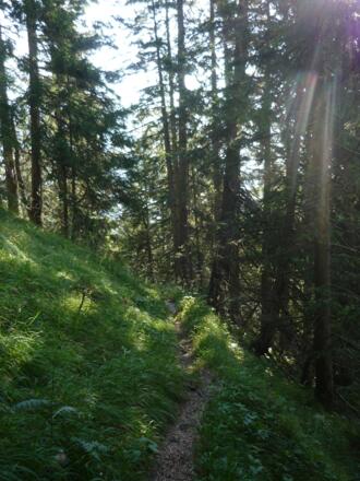 Schleifwandsteig im Wald