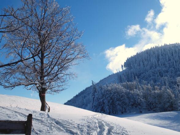 Abzweig zum Hochbuchberggipfel 1145 m