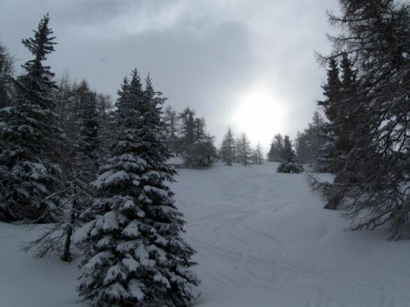 Traumafte Abfahrt nach Neuschnee in den Waldschneisen